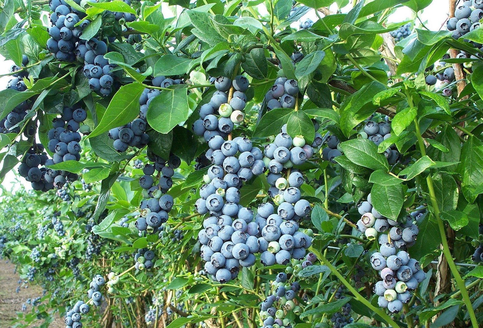 blueberry on trees Global Connections